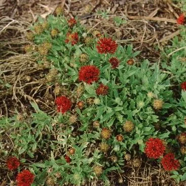 thumbnail for publication: Gaillardia pulchella 'Red Plume' Red Plume Gaillardia, Red Plume Blanket Flower